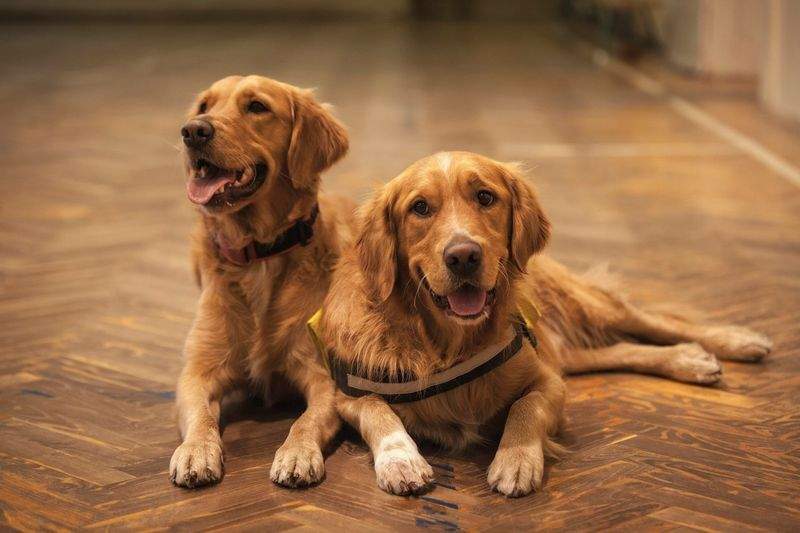 How to Keep Your Pets Happy and Healthy in the New Year