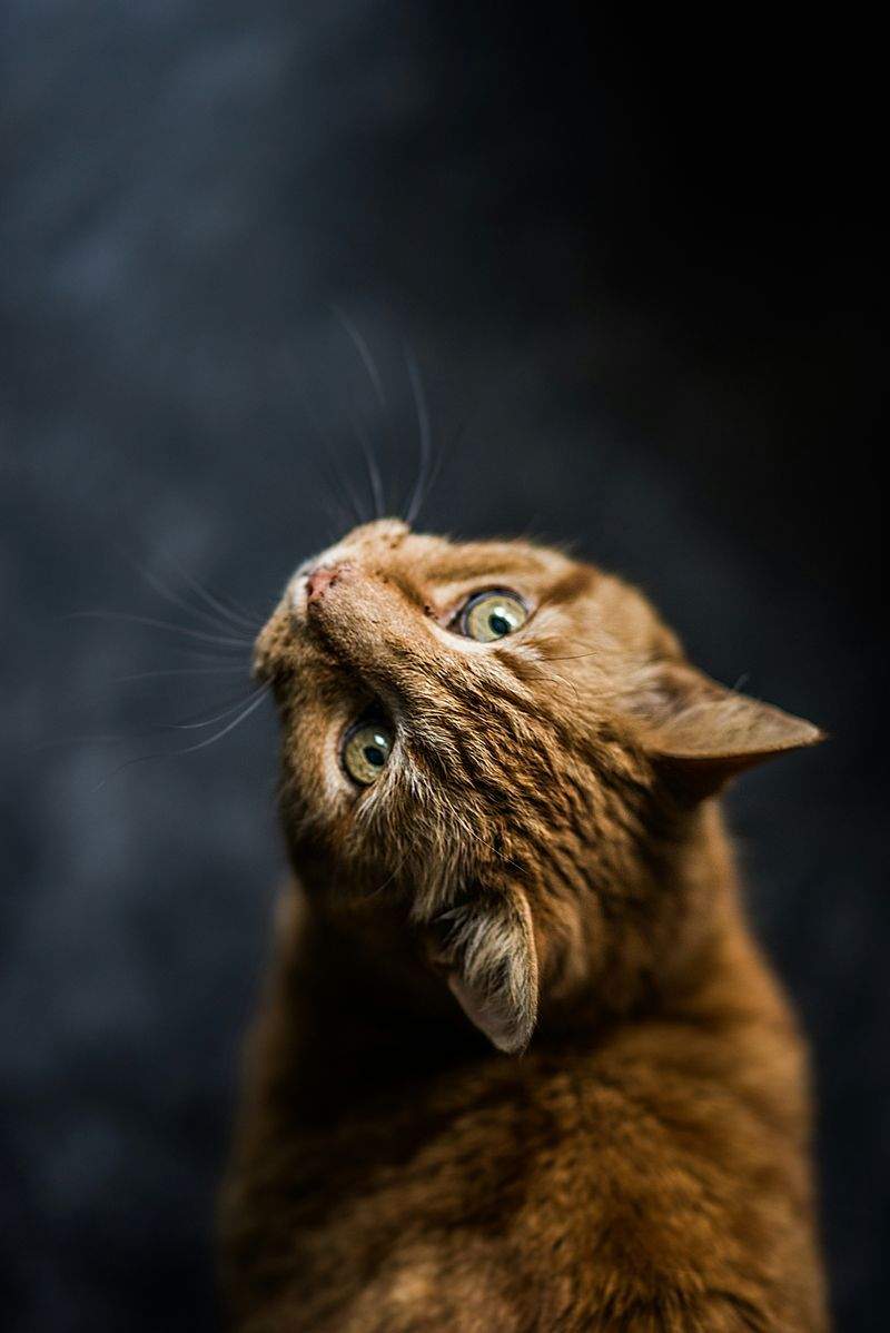 Understanding Pet Behavior: What Your Pet is Trying to Tell You