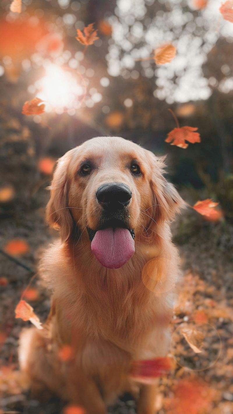 Pet Grooming