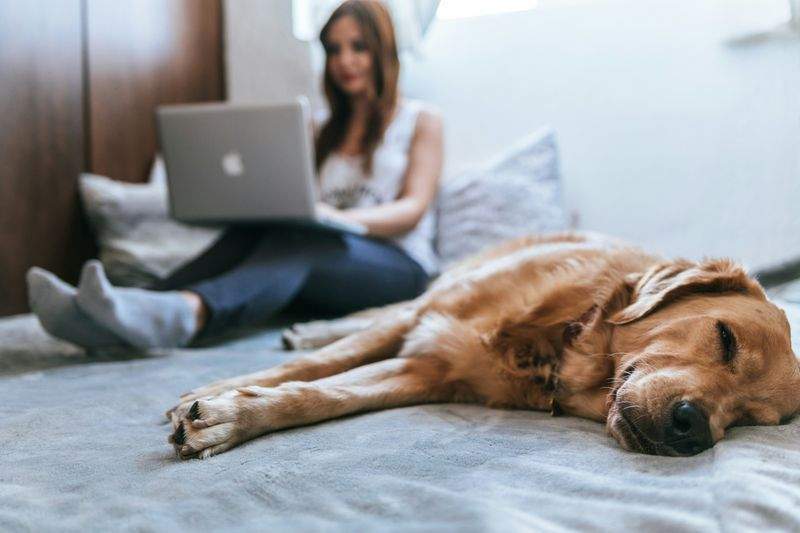 Pet Supplies Retail